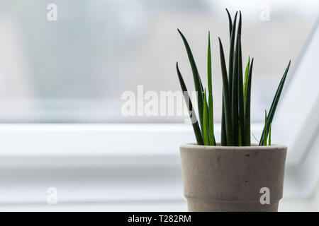 Zimmerpflanze - Mikado sansevieria - sanseveria - highkey Stockfoto