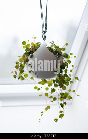 Zimmerpflanze - Peperomia pepperspot - hängende Anlage - highkey Stockfoto