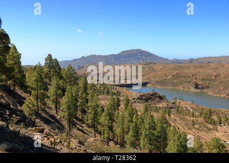 Kanarischen Kiefernwald in das Innere der Insel Gran Canaria in Spanien Stockfoto