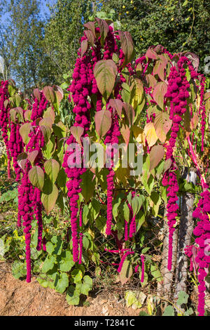 Amaranthus Caudatus Blumen, wie Love Lies Bleeding bekannt. Stockfoto