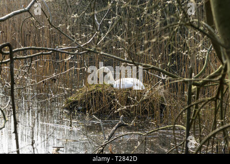 Mute swan auf Nest durch Schilf Stockfoto