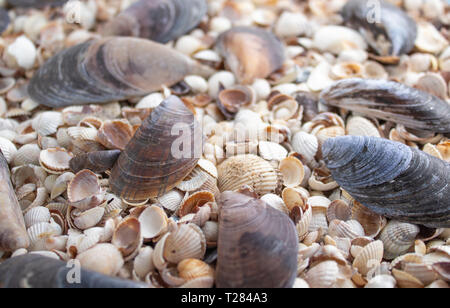 Muscheln in verschiedenen Farben. Muschelschalen. Seashell Hintergrund. Beschaffenheit der Tanks. Stockfoto