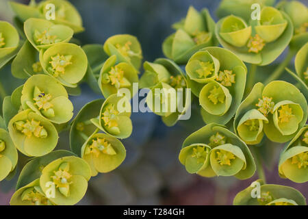 Euphorbia myrsinites in Blüte, Frühling GROSSBRITANNIEN Stockfoto