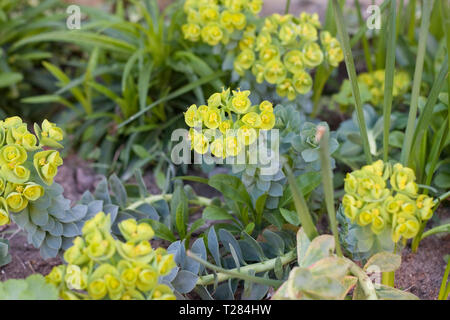 Euphorbia myrsinites in Blüte, Frühling GROSSBRITANNIEN Stockfoto