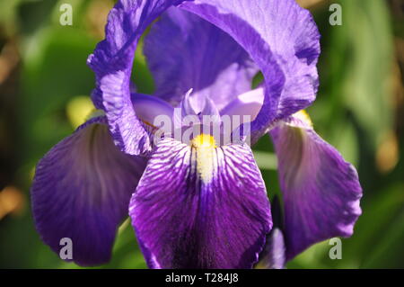 Blume lila Iris blühen auf Frühling Sonne Stockfoto