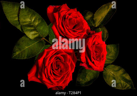 Vintage floral background mit drei dunkel-rote Rosen Bouquet und grüne Blätter, auf schwarzem Hintergrund isoliert. Konzept der Liebe, Leidenschaft oder traurig. Br Stockfoto