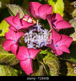 Penny-Mac (Hydrangea Macrophylla), Blumen des Sommers Stockfoto