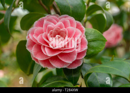 Rosa Camellia japonica Giardino Schmitz. In der Nähe von einem schönen Rosa Camellia japonica im Frühjahr. Blick auf eine blühende Blume Camellia japonica. Stockfoto