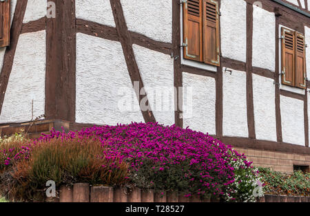 Lila, blühende Blumen im Frühjahr unter dem Fenster mit Fensterläden. Stockfoto