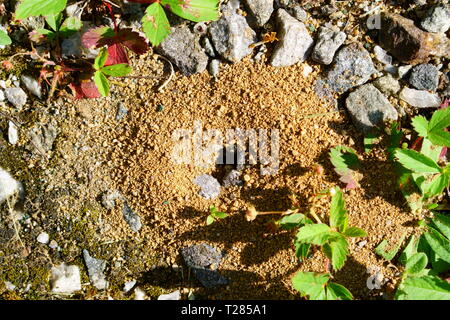 Ant's Nest im Innenhof. Stockfoto