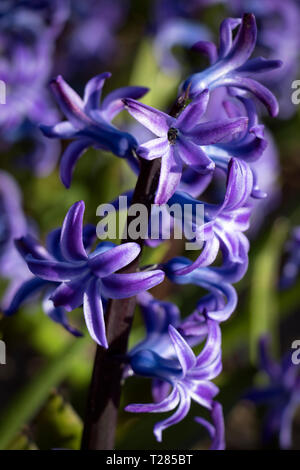 Bunte lila, rosa Hyazinthe Blumen blühen im Frühling Hintergrund. - Bild Stockfoto