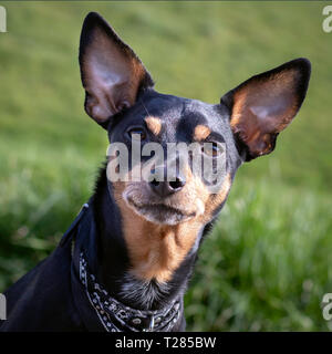 Zwerg Deutsche Pinscher treu zu beobachten. Portrait auf grünem Gras natürlichen Hintergrund. - Bild Stockfoto