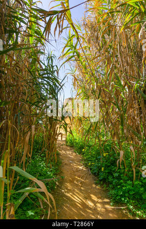 Abenteuerliche Gehweg durch Büsche im südlichen Portugal schneiden Stockfoto