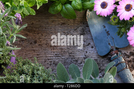 Frische aromatische Pflanzen Rahmen auf dunklem Hintergrund. Ansicht von oben mit der Kopie. Stockfoto
