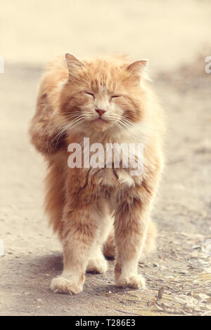 Stray street Red cat. Heimatlose Katze. Eine heimatlose Tiere. Katze auf der Straße Stockfoto