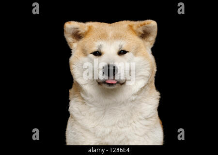Portrait von niedlichen Akita Inu Hund, Zunge rausstrecken auf isolierten schwarzen Hintergrund, Vorderansicht Stockfoto