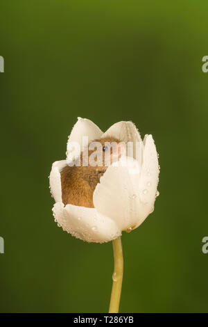 Ernte Maus (Micromys Minutus), ein kleines Säugetier oder nagetierarten. Niedliche Tier aus einem weißen Tulpe Blume lugen. Stockfoto