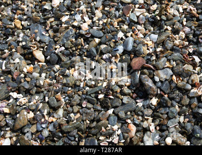 Feine meer Kies am Strand, kleine Muscheln, Steine, Scherben. Stockfoto