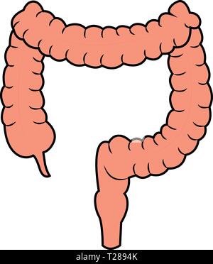 Abstrakte menschliche Dickdarm Stock Vektor