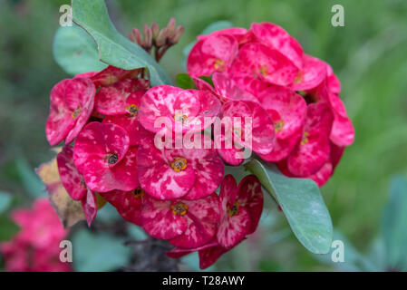 Euphorbia milii, die Dornenkrone Blumen Stockfoto