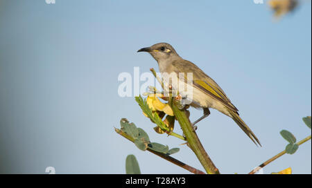 Braun Honeyeater, Lichmera indistincta, in einem Baum in der Nähe von Mount Isa, westlichen Queensland mit blauer Himmel und kopieren Raum thront. Stockfoto