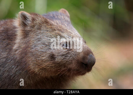Eine gemeinsame Wombat, Vombatus Ursinus, Nahaufnahme, Porträt von Gesicht und Kopf, Schnurrhaare. Stockfoto