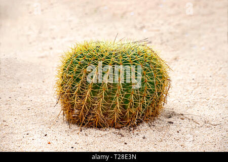 Golden barrel Kaktus wächst im weißen Sand close-up Stockfoto