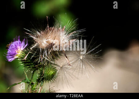 Eine schöne Farbe der blühenden Kopf Esel Thistle closeup als natürliche floral background Stockfoto