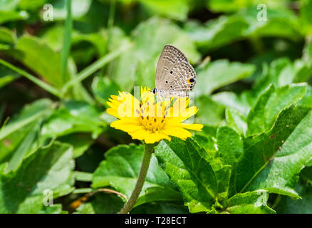 Kleiner Schmetterling grau riecht Pollen gelbe Blume blühen Stockfoto