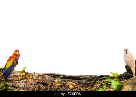 Vogel Ara holding Holz Holz auf weißem Hintergrund Stockfoto