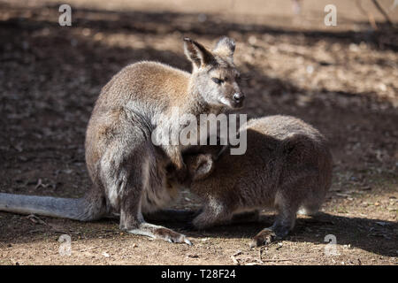 Die wilden famale Känguru Füttern ihr Joey aus der Tasche. Australien Stockfoto