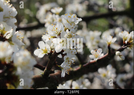 Schönen Frühling Blumen Hintergrund weiß Prunus spinosa Blüten, in Tau, der früh morgens das Sonnenlicht berührt. Auch bekannt als blackthorn oder Stockfoto