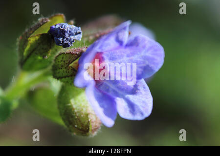 Die Entfaltung der Frühling Knospe, einer blauen Pulmonaria officinalis Flower in extremer Nahaufnahme in einer natürlichen Umgebung. Mit kopieren. Stockfoto