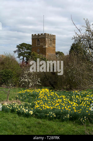 St. Maria, der Jungfrau, Kirche und Narzissen im Frühjahr, Ilmington, Warwickshire, England, Großbritannien Stockfoto