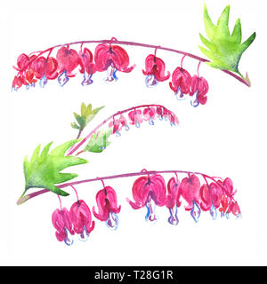 Satz von Rosa blutende Herz Blumen, isolierte Handgemalten Aquarell Abbildung Stockfoto