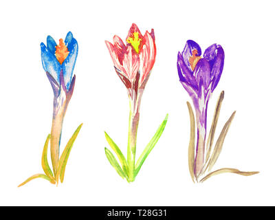 Satz von blau, pink und lila Krokusse Blumen, isolierte Handgemalten Aquarell Abbildung Stockfoto