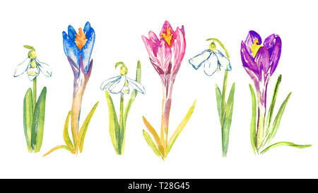 Satz von blau, pink und lila Blumen Krokusse und Schneeglöckchen, isolierte Handgemalten Aquarell Abbildung Stockfoto