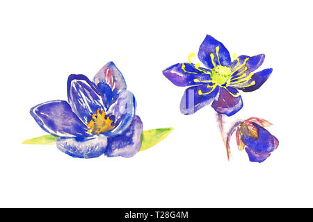 Satz von weit geöffneten blauen Krokus Blumen, isolierte Handgemalten Aquarell Abbildung Stockfoto