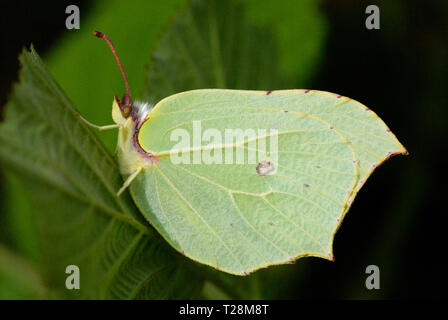 Weibliche Zitronenfalter (Gonepteryx rhamni) Stockfoto