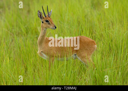 Männliche Oribi (Ourebia ourebi) im Murchison Falls National Park Stockfoto