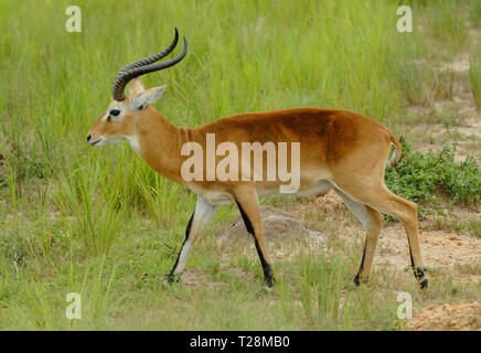 Männliche Kob Antilope (Kobus kob) im Murchison Falls National Park Stockfoto