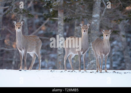 Sika Hirsch (Cervus Nippon) auf Hokkaido Insel Stockfoto