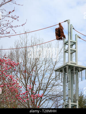 Ein Orang-utan Schwingen von der hohen Linie über Smithsonian National Zoo in Washington, DC Stockfoto