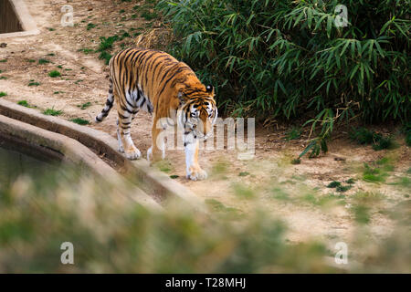 Menschen Tiger bei Smithsonian National Zoo in Washington, DC, Beobachten Stockfoto