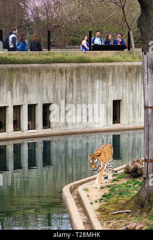 Menschen Tiger bei Smithsonian National Zoo in Washington, DC, Beobachten Stockfoto