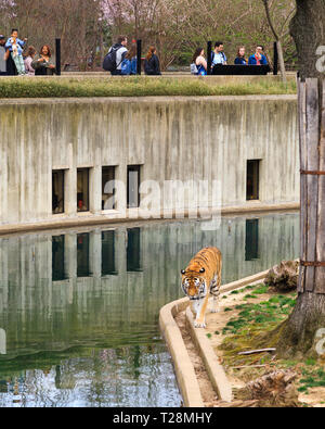 Menschen Tiger bei Smithsonian National Zoo in Washington, DC, Beobachten Stockfoto