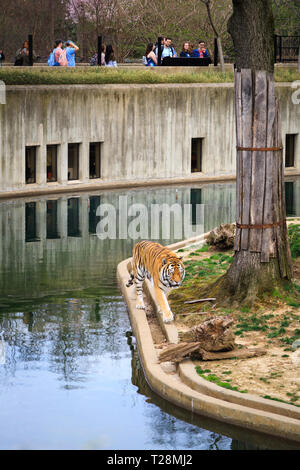 Menschen Tiger bei Smithsonian National Zoo in Washington, DC, Beobachten Stockfoto