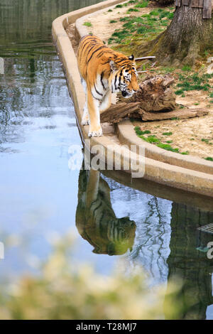 Menschen Tiger bei Smithsonian National Zoo in Washington, DC, Beobachten Stockfoto