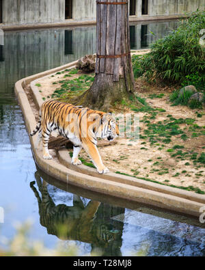 Menschen Tiger bei Smithsonian National Zoo in Washington, DC, Beobachten Stockfoto