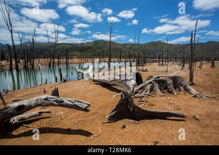 Ertrunken Wald im Blue River Provincial Park, South Province, Neue Caeledonia. Stockfoto